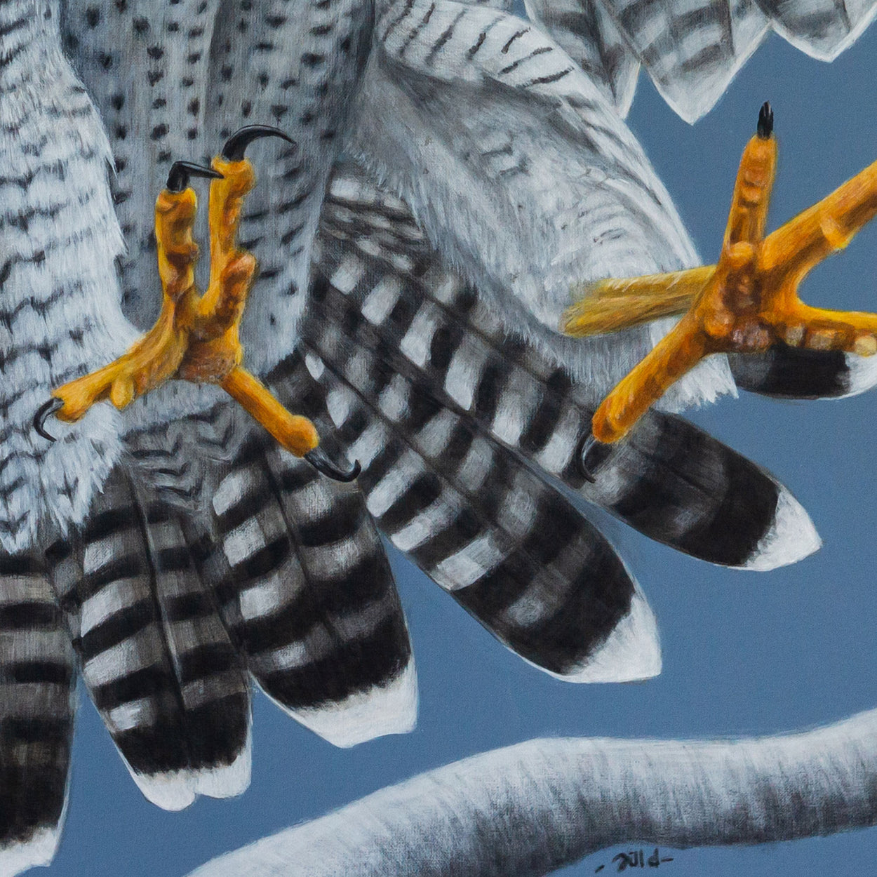 Close up of the feet of a peregrine falcon painting