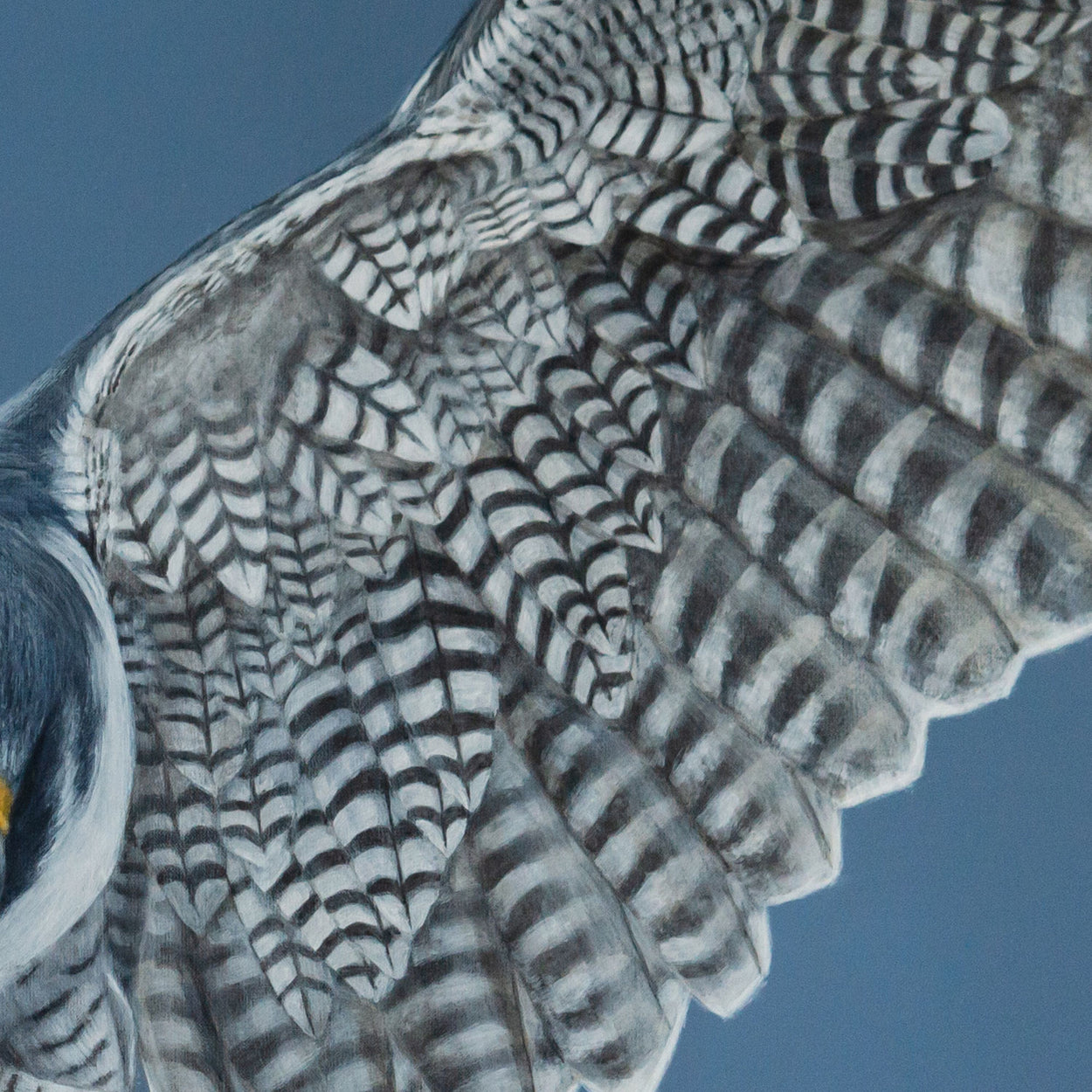 Close up of one of the wings on a peregrine falcon painting