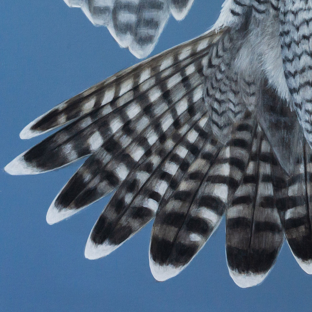 Close up of the tail of a peregrine falcon painting