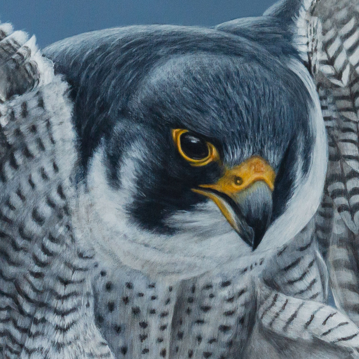 Close up of the head of a peregrine falcon painting