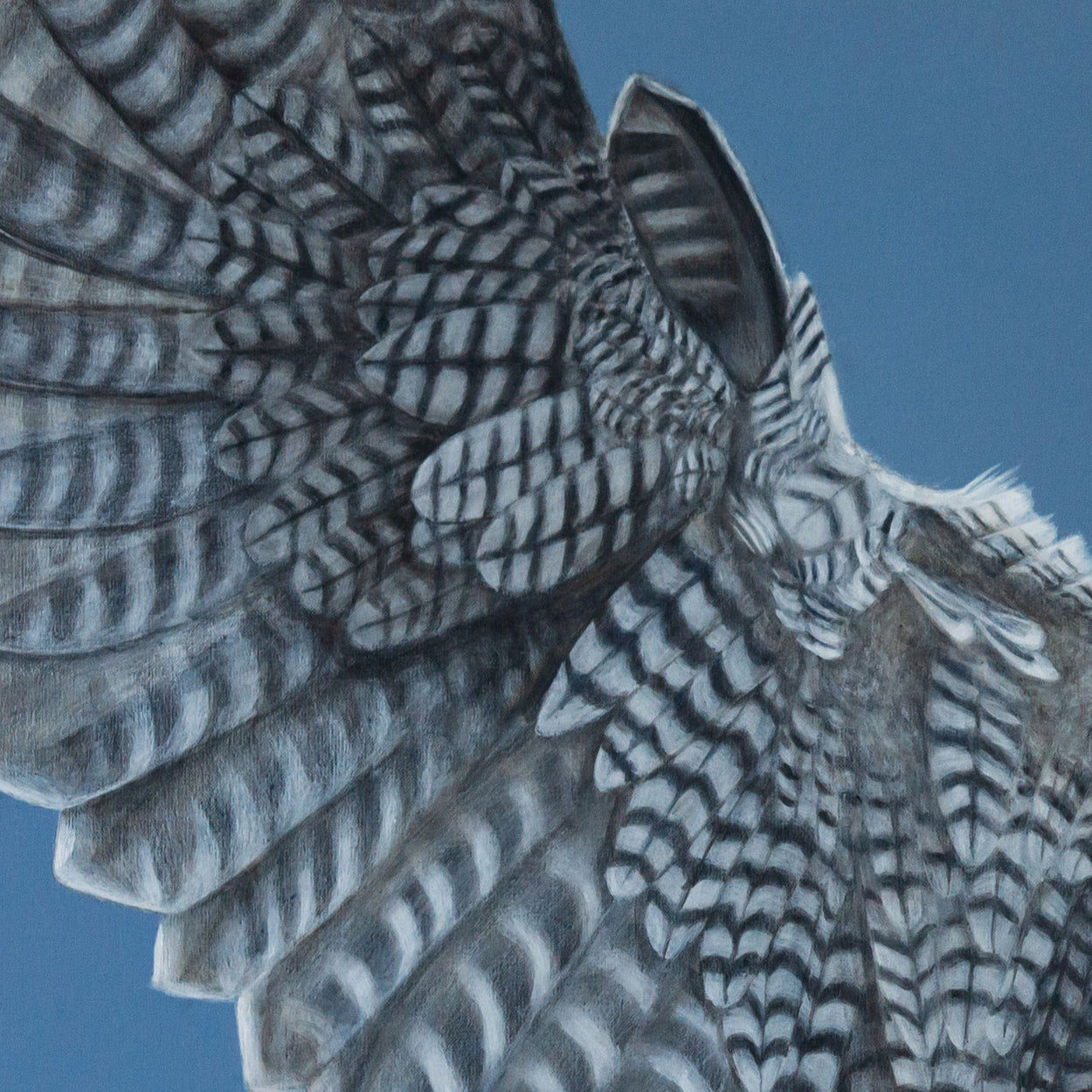 Flying Peregrine Falcon Art Prints (Falco Peregrinus)