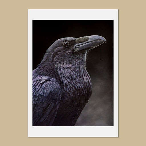 Raven Portrait Art Print Corvus Corax by Jill Dimond