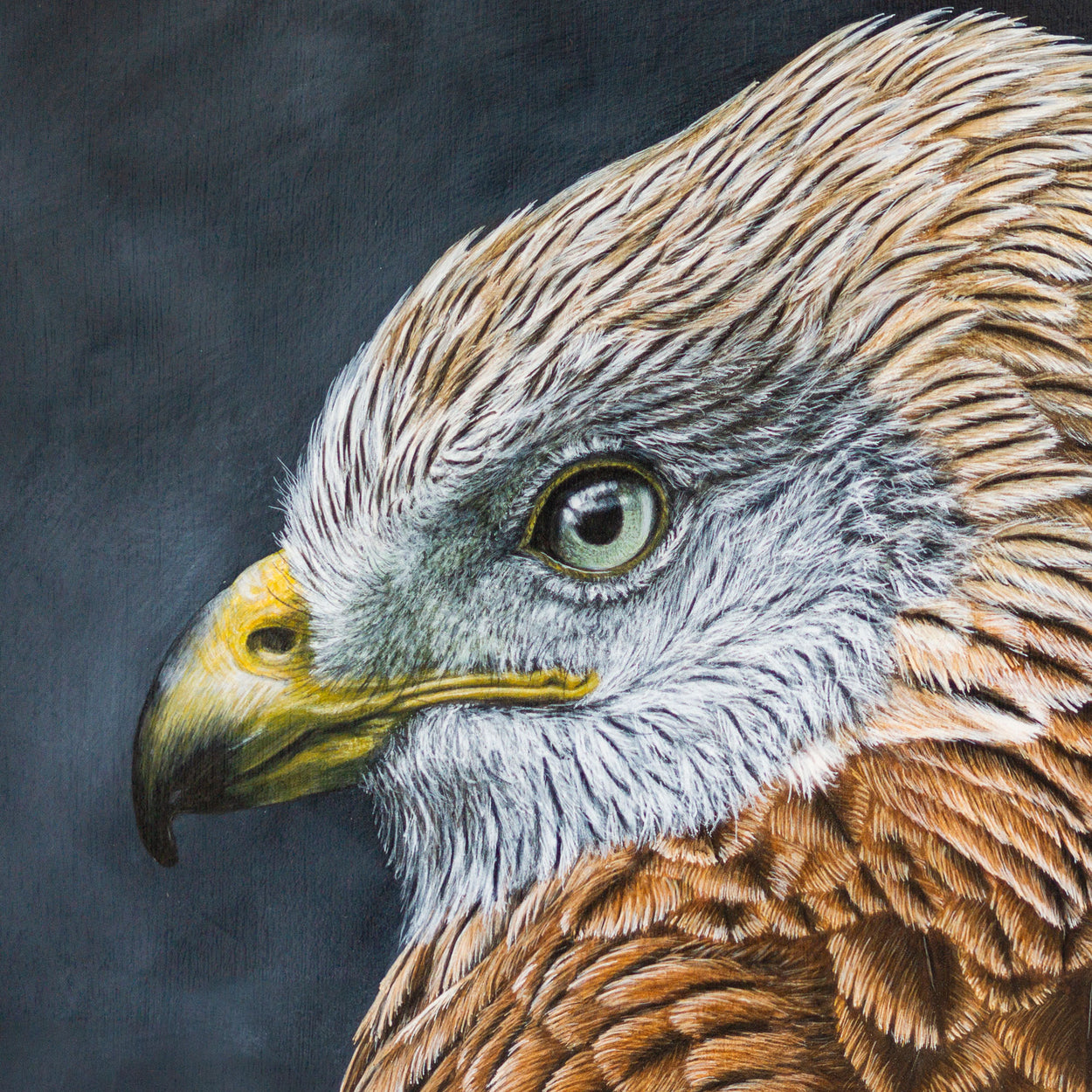 Red Kite Portrait Painting Close-up 1 - Jill Dimond