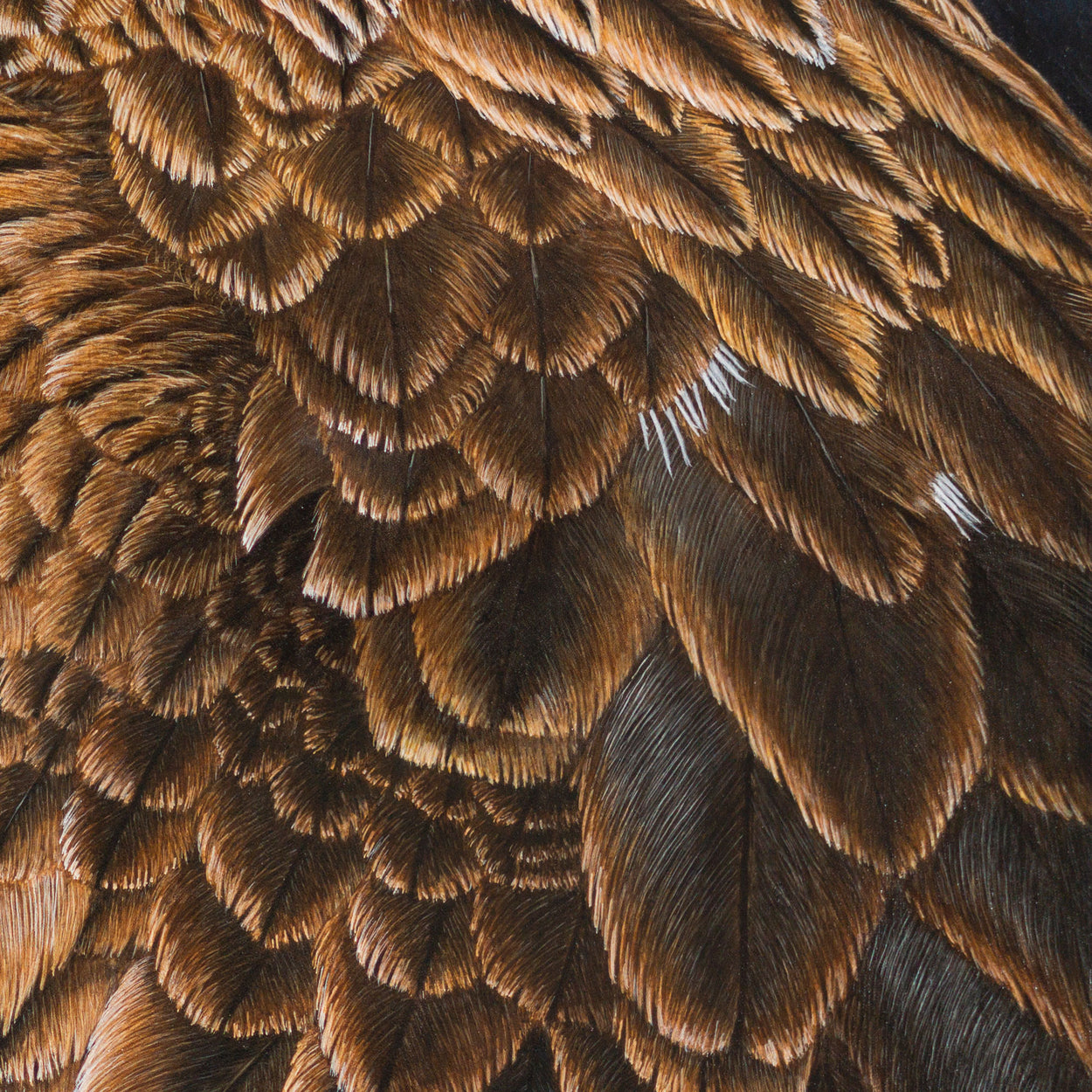 Red Kite Portrait Painting Close-up 2 - Jill Dimond