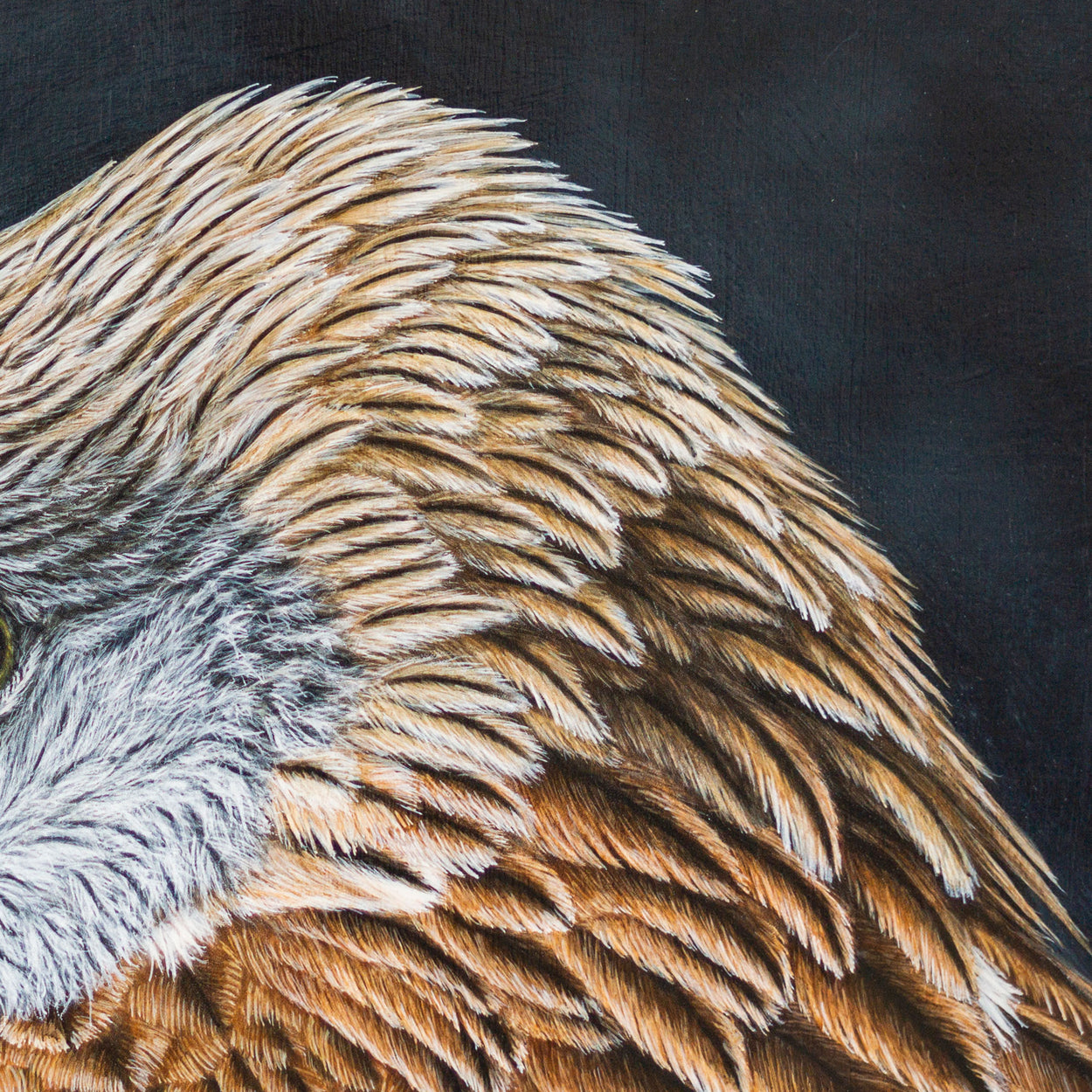 Red Kite Portrait Painting Close-up 3 - Jill Dimond