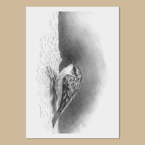 Black and white drawing of a small treecreeper bird on a tree trunk