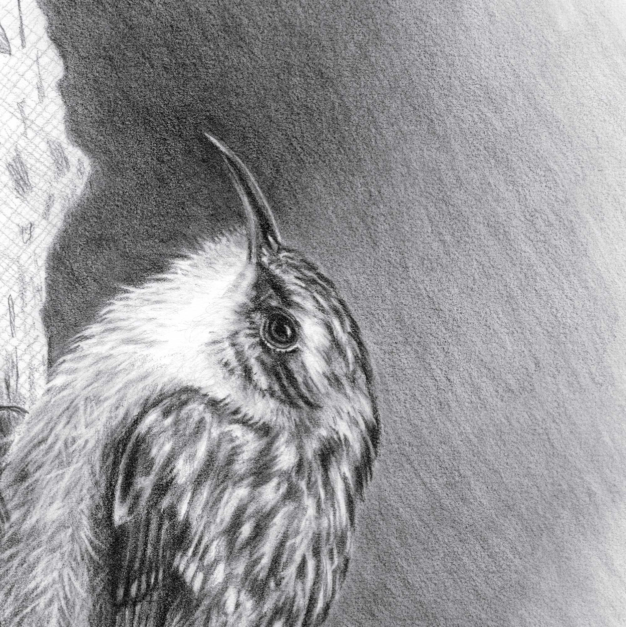 Close-up detail of a pencil drawing of a treecreeper bird's head