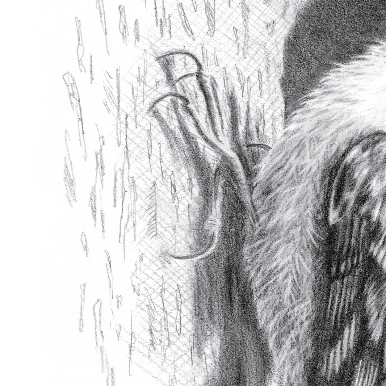 Close-up detail of a pencil drawing of a treecreeper bird's feet and chest