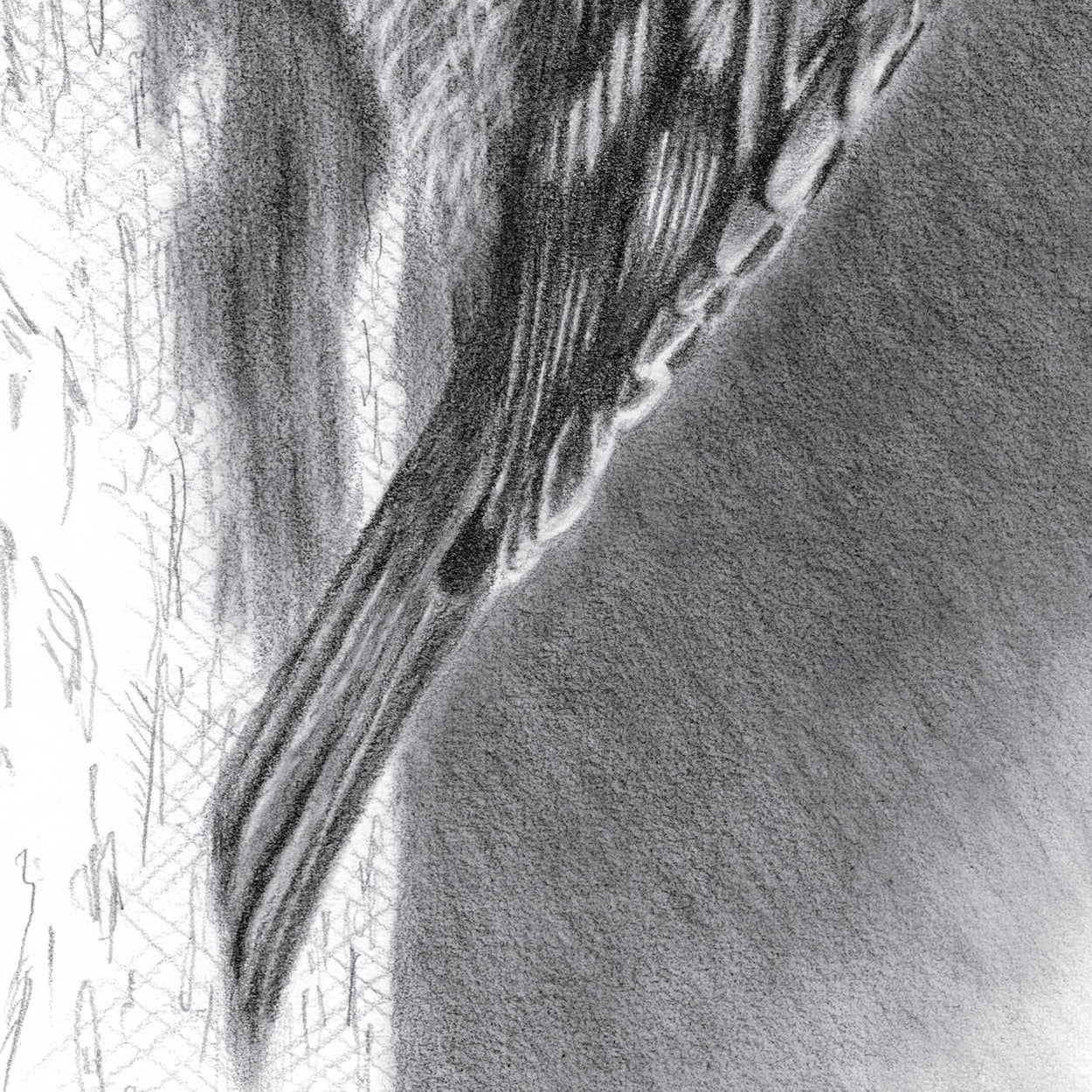 Close-up detail of a pencil drawing of a treecreeper bird's tail
