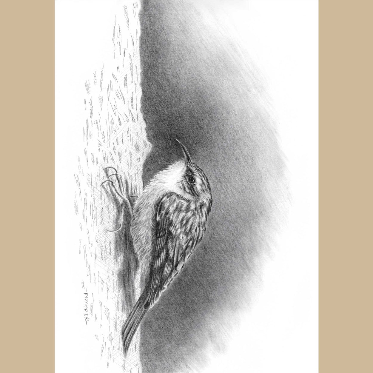 Black and white drawing of a small treecreeper bird clinging to a tree trunk