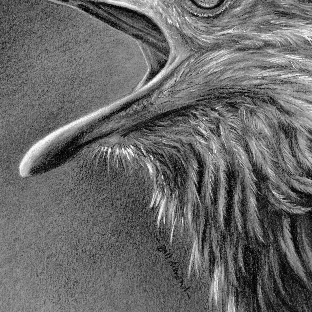 White-Tailed Eagle Greeting Card (Haliaeetus Albicilla)