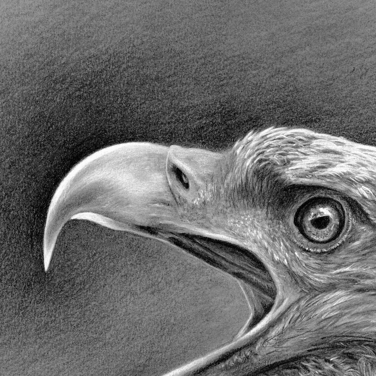 White-Tailed Eagle Greeting Card (Haliaeetus Albicilla)