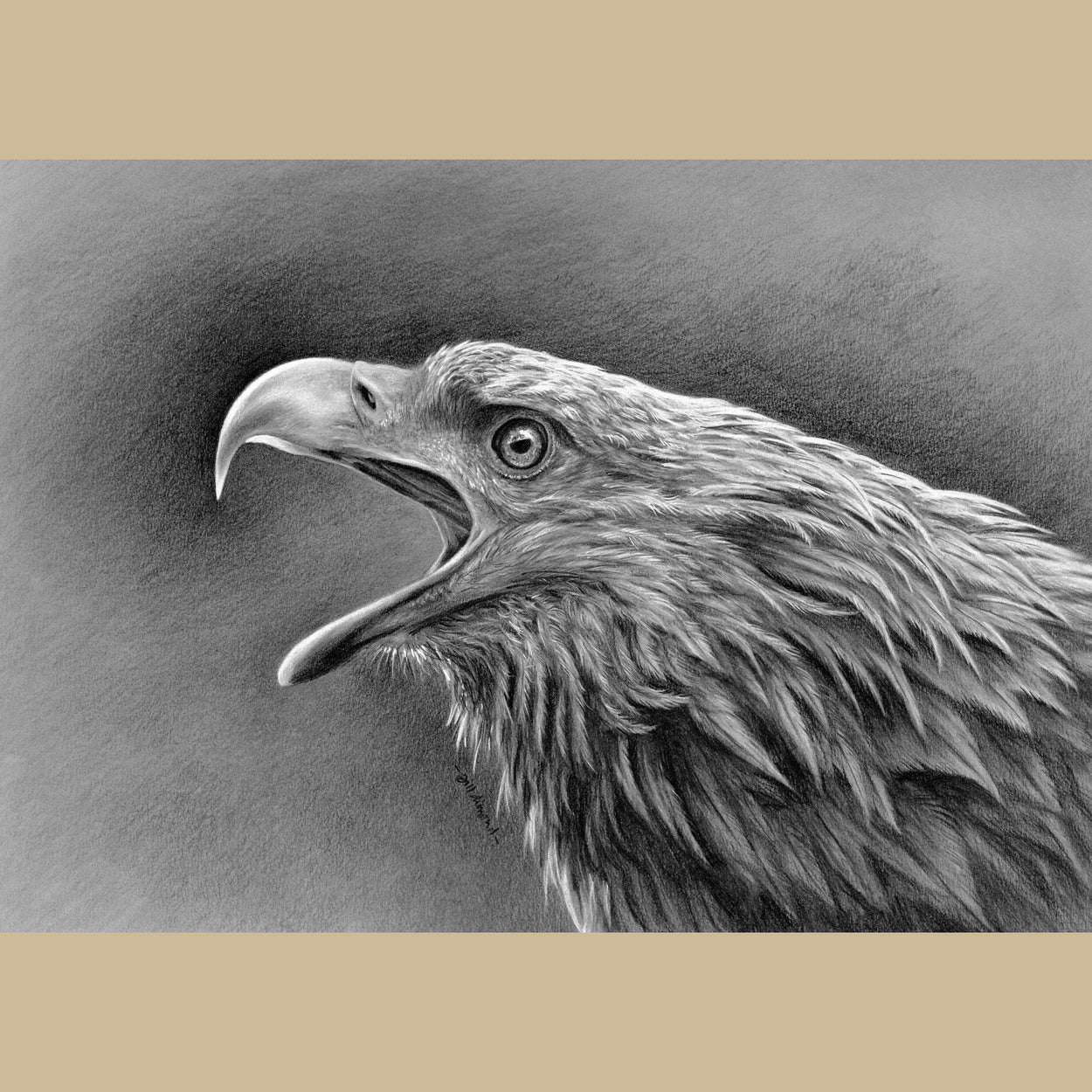 White-Tailed Eagle Greeting Card (Haliaeetus Albicilla)