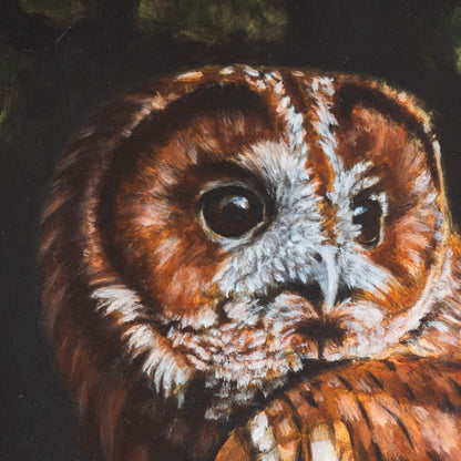 Tawny owl original oil painting by bird of prey artist Jill Dimond, detail close-up of the face, eyes and beak