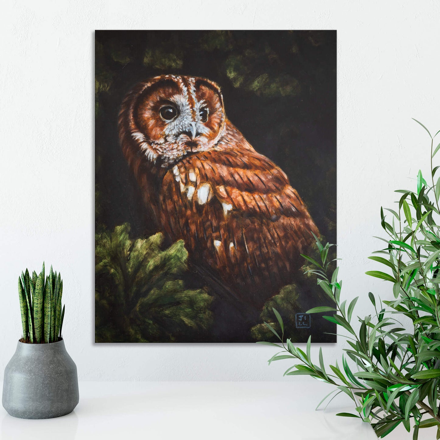 Tawny owl original oil painting on cradled board displayed on a white wall near a white surface with two plants, by bird artist Jill Dimond