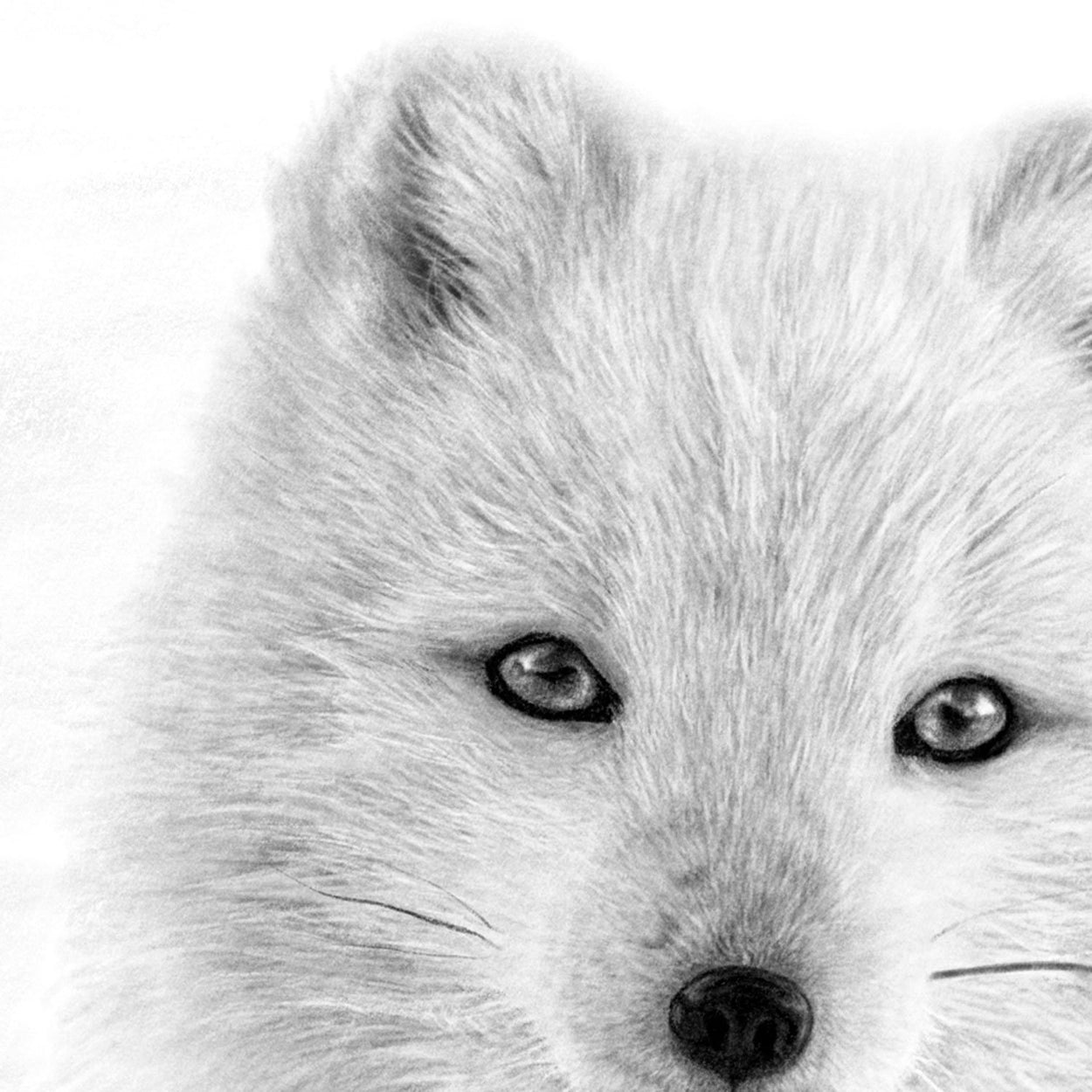 Arctic Fox Digital Drawing Close-up - The Thriving Wild