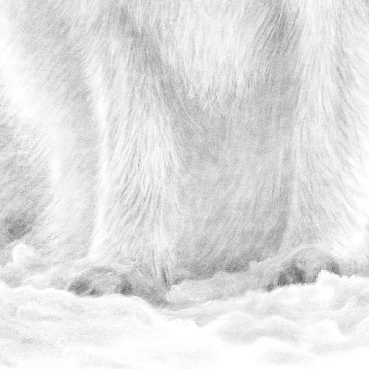 Arctic Fox Drawing Close-up - The Thriving Wild