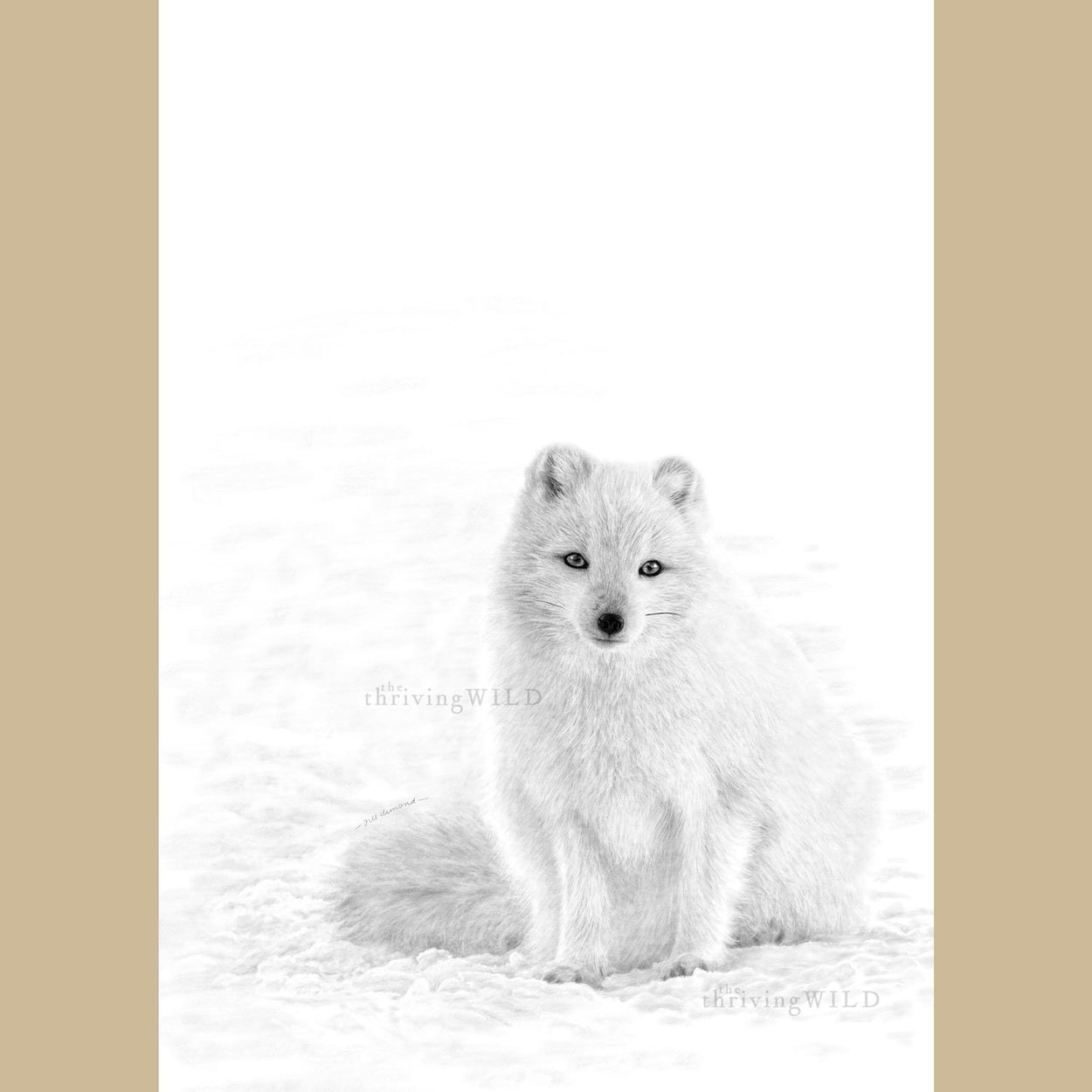 Arctic Fox Drawing Procreate Digital - The Thriving Wild