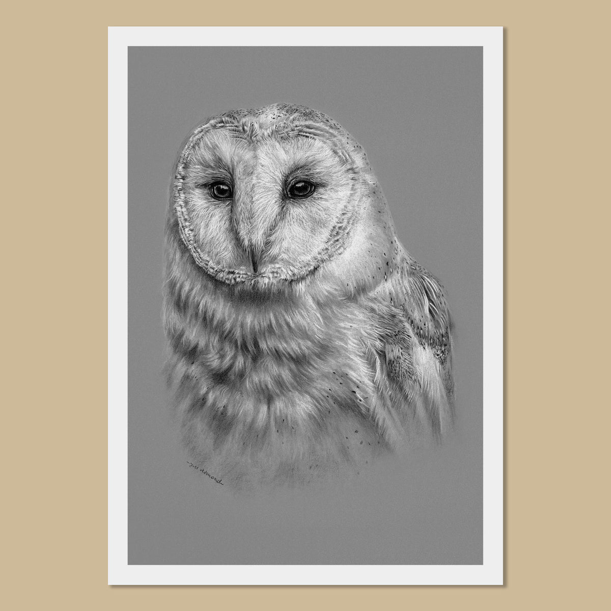 Barn Owl Art Prints by British Bird Artist Jill Dimond — TheThrivingWild