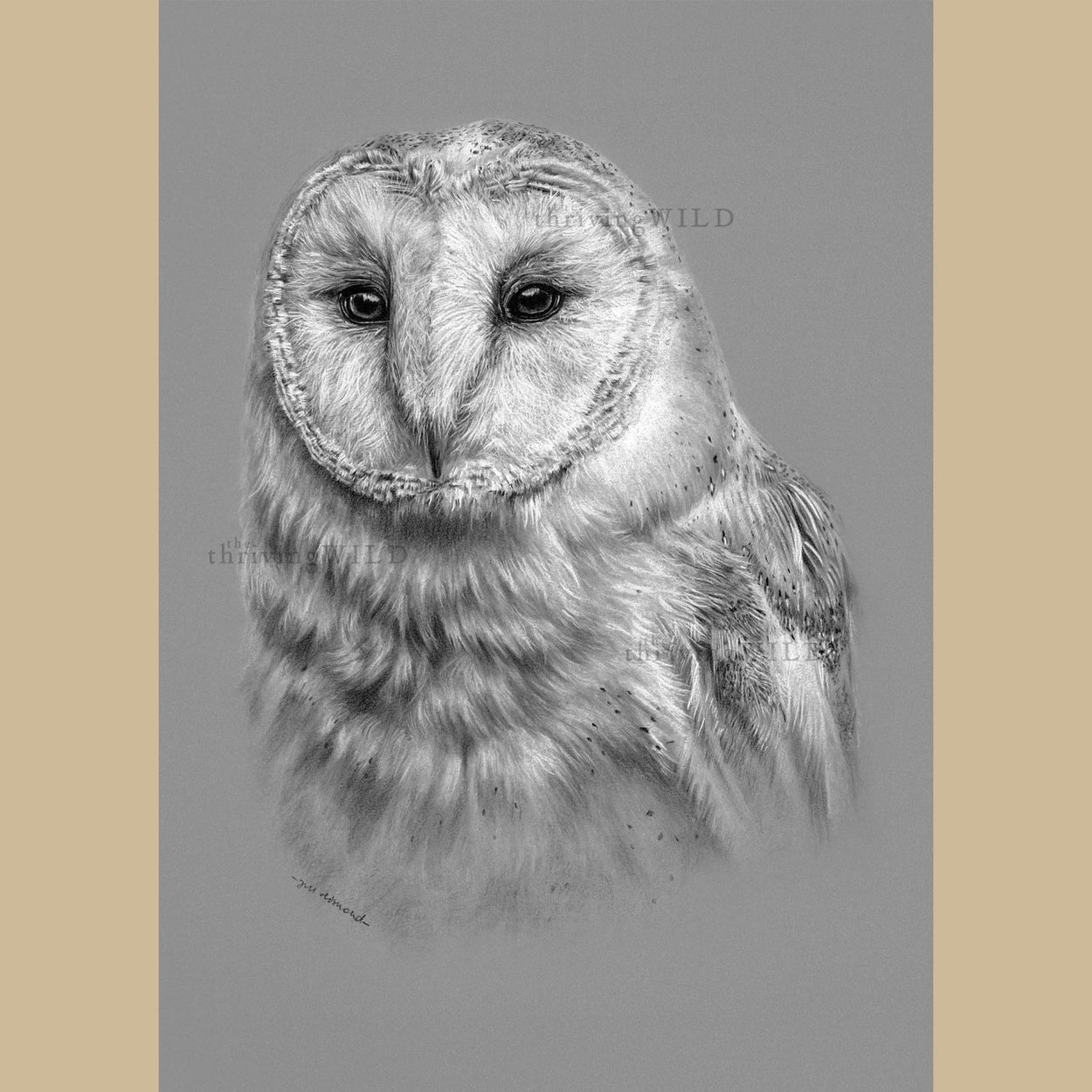 Barn Owl Charcoal Drawing - The Thriving Wild - Jill Dimond