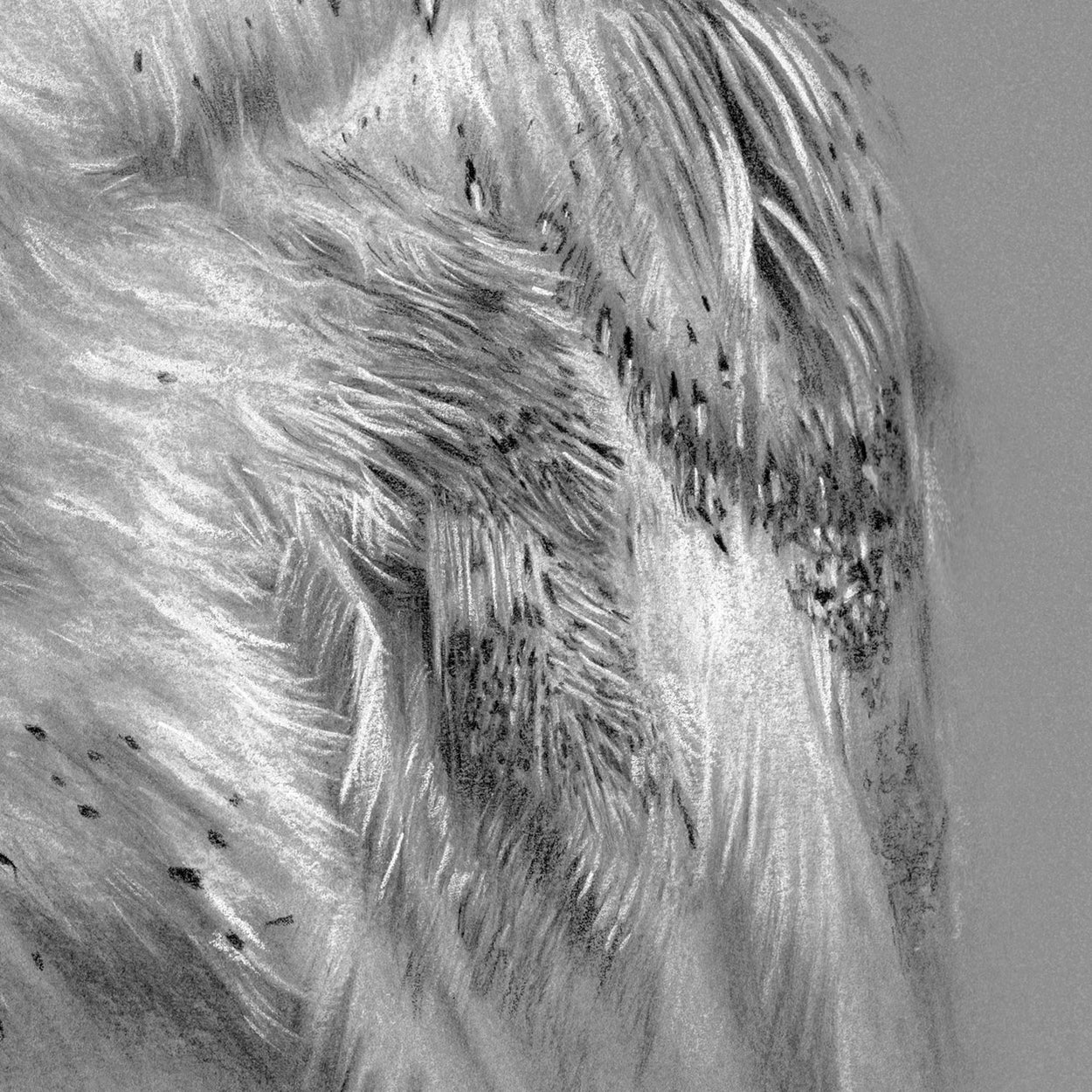 Barn Owl Charcoal Drawing Close-up 3 - The Thriving Wild