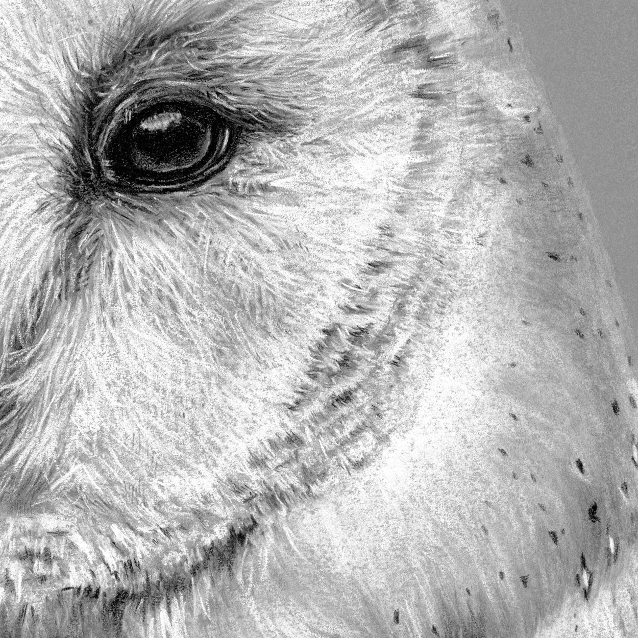 Barn Owl Close-up Drawing 2 - The Thriving Wild