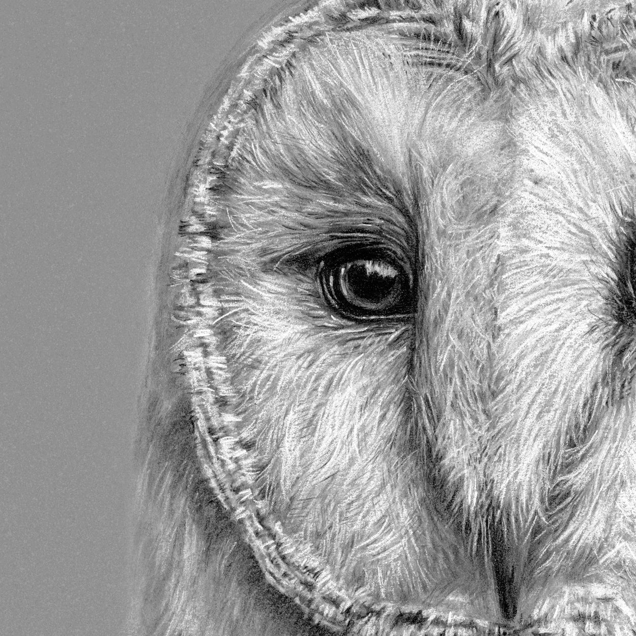 Barn Owl Drawing Close-up 1 - The Thriving Wild