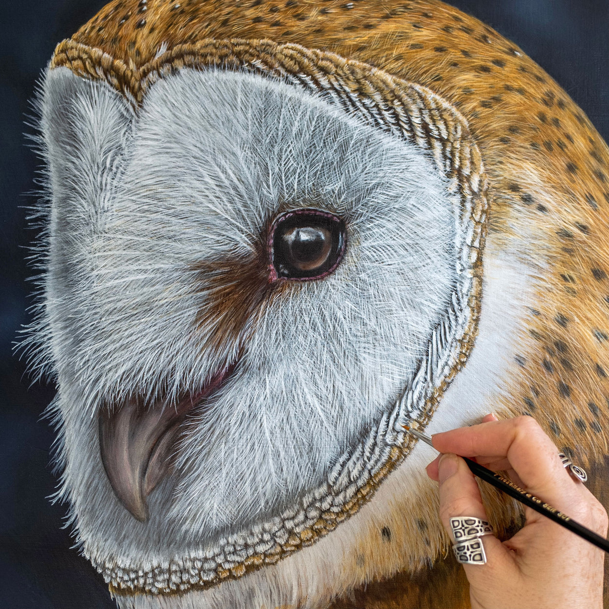 Barn Owl Oil Painting in progress - Jill Dimond