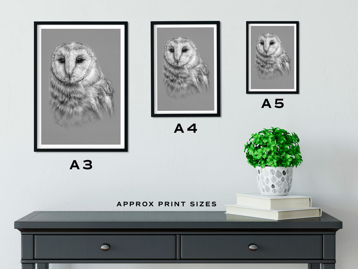 Barn Owl Print Size Comparison - The Thriving Wild