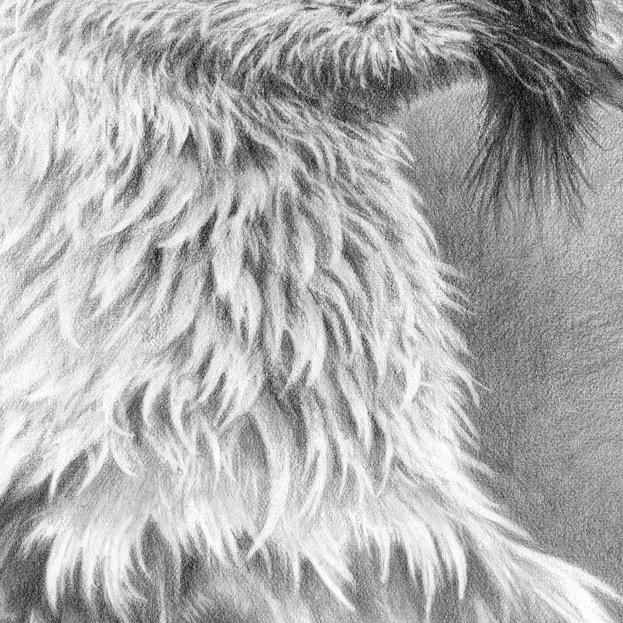 Bearded Vulture Drawing CLose-up 2 - The Thriving Wild - Jill Dimond