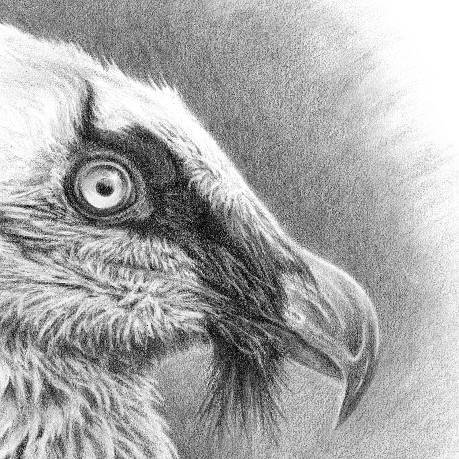 Original Bearded Vulture Pencil Drawing (gypaetus barbatus ...