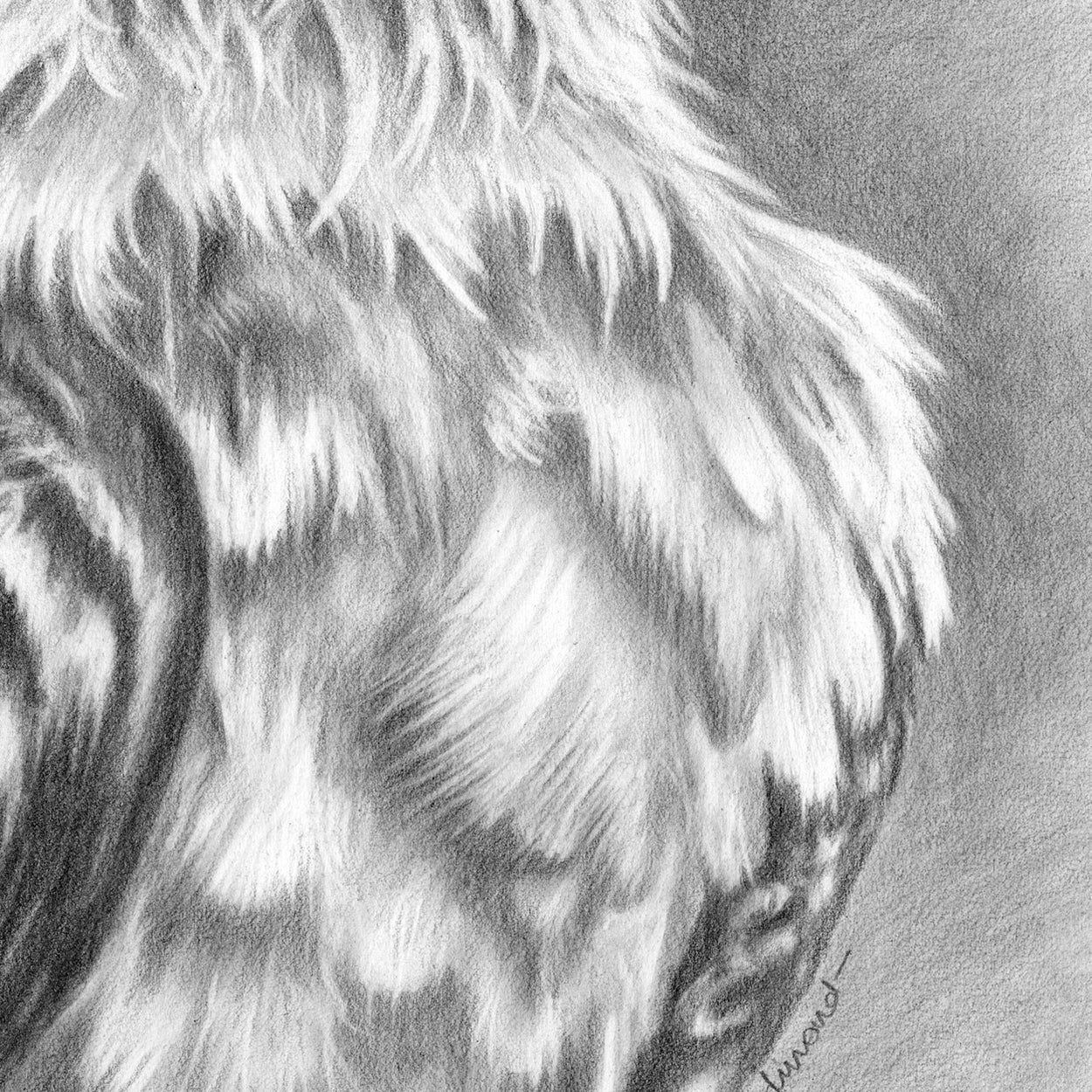 Bearded Vulture Drawing Close-up 3 - The Thriving Wild - Jill Dimond