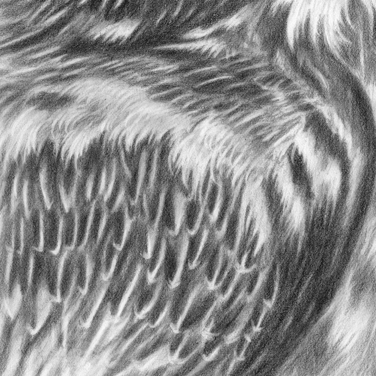 Bearded Vulture Drawing Close-up 4 - The Thriving Wild - Jill Dimond