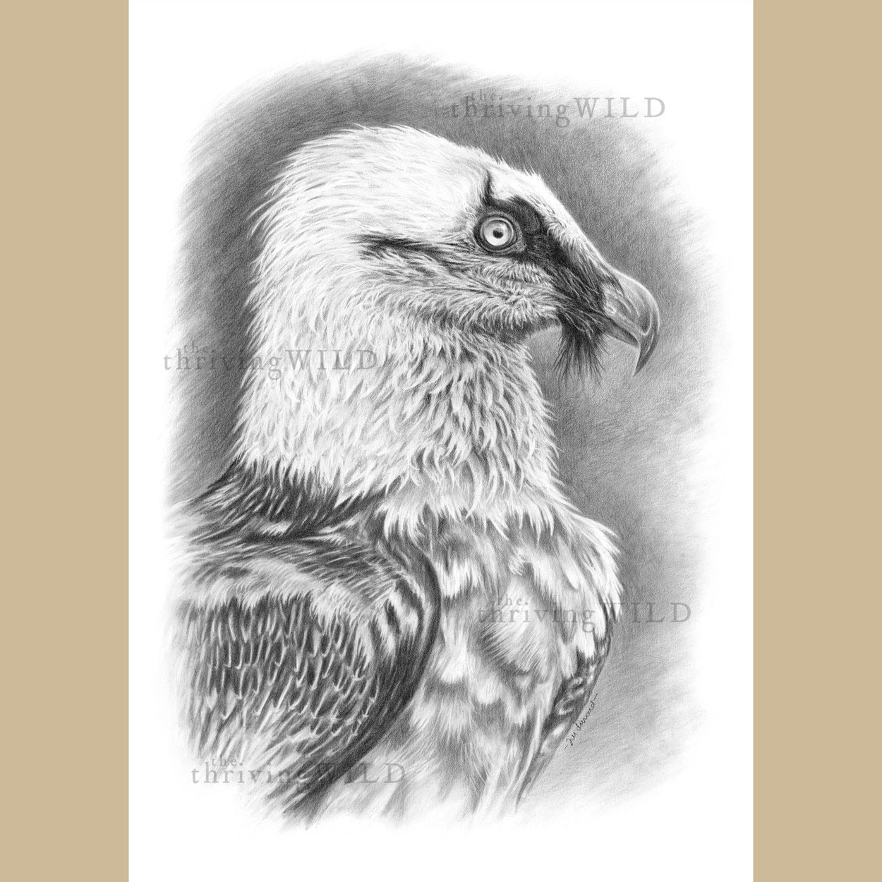 Bearded Vulture Lammergeier Drawing - The Thriving Wild - Jill Dimond