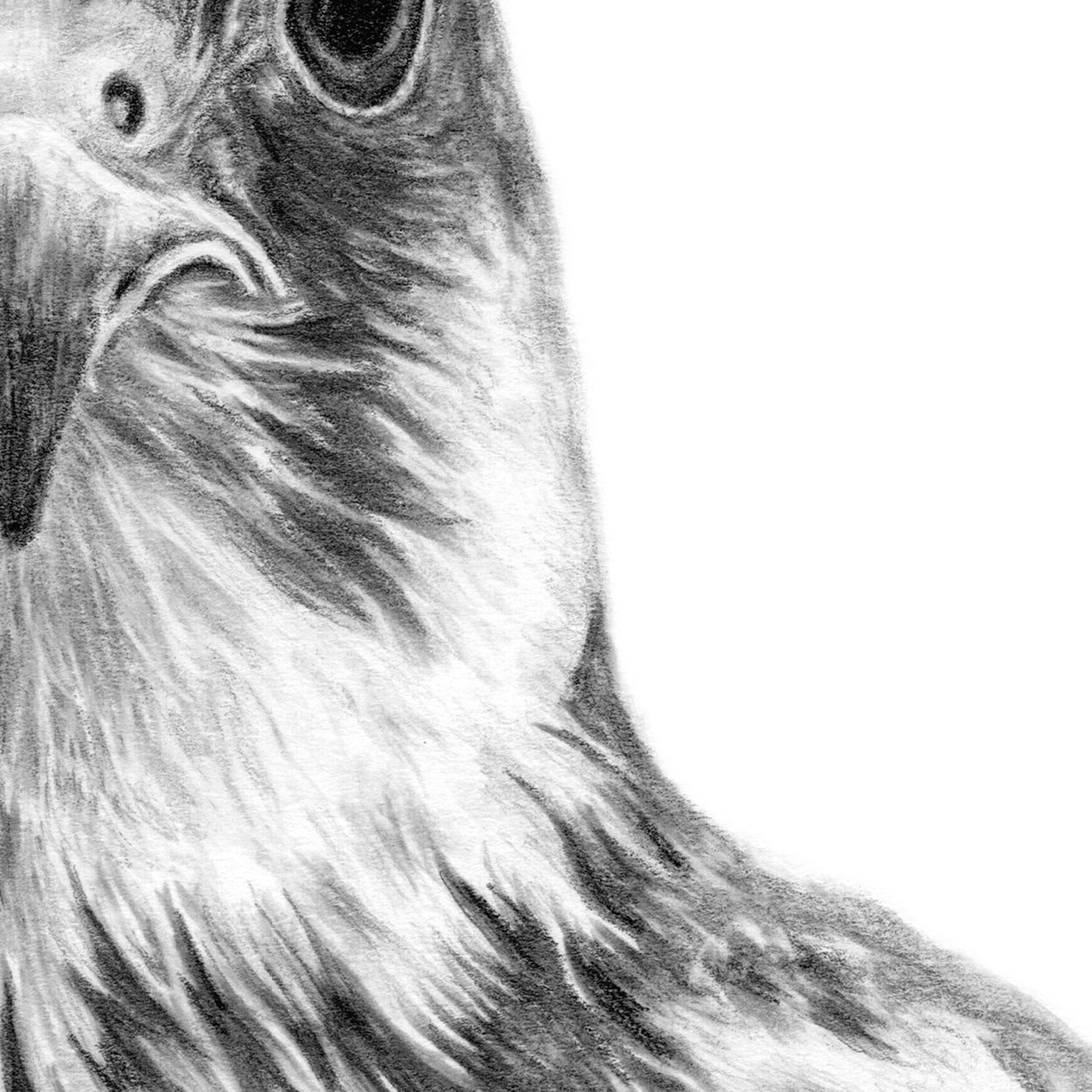 Bird of Prey Pencil Drawing Close-up - The Thriving Wild