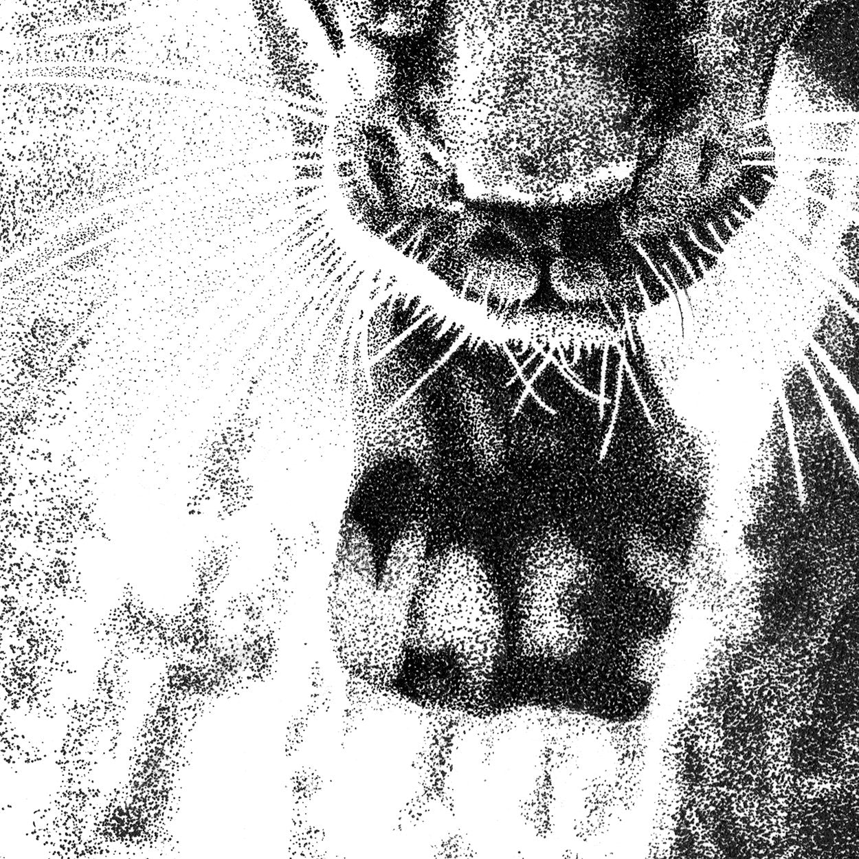 Black Leopard Pen Stippling Close-up - The Thriving Wild