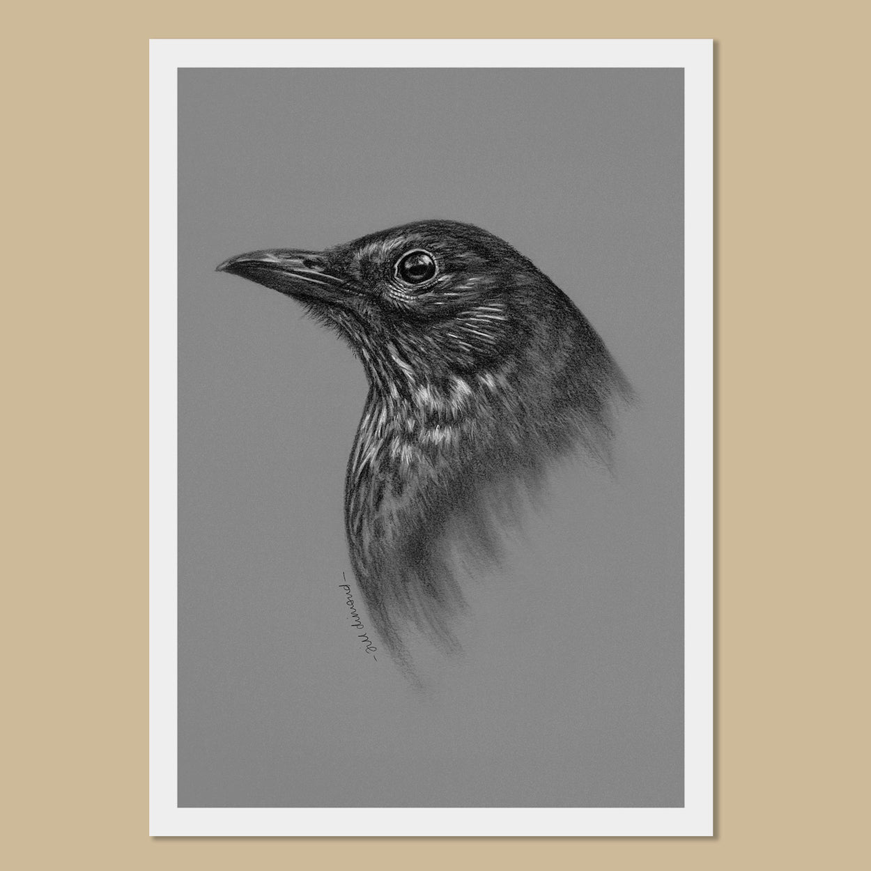 Blackbird Art Prints - The Thriving Wild - Jill Dimond