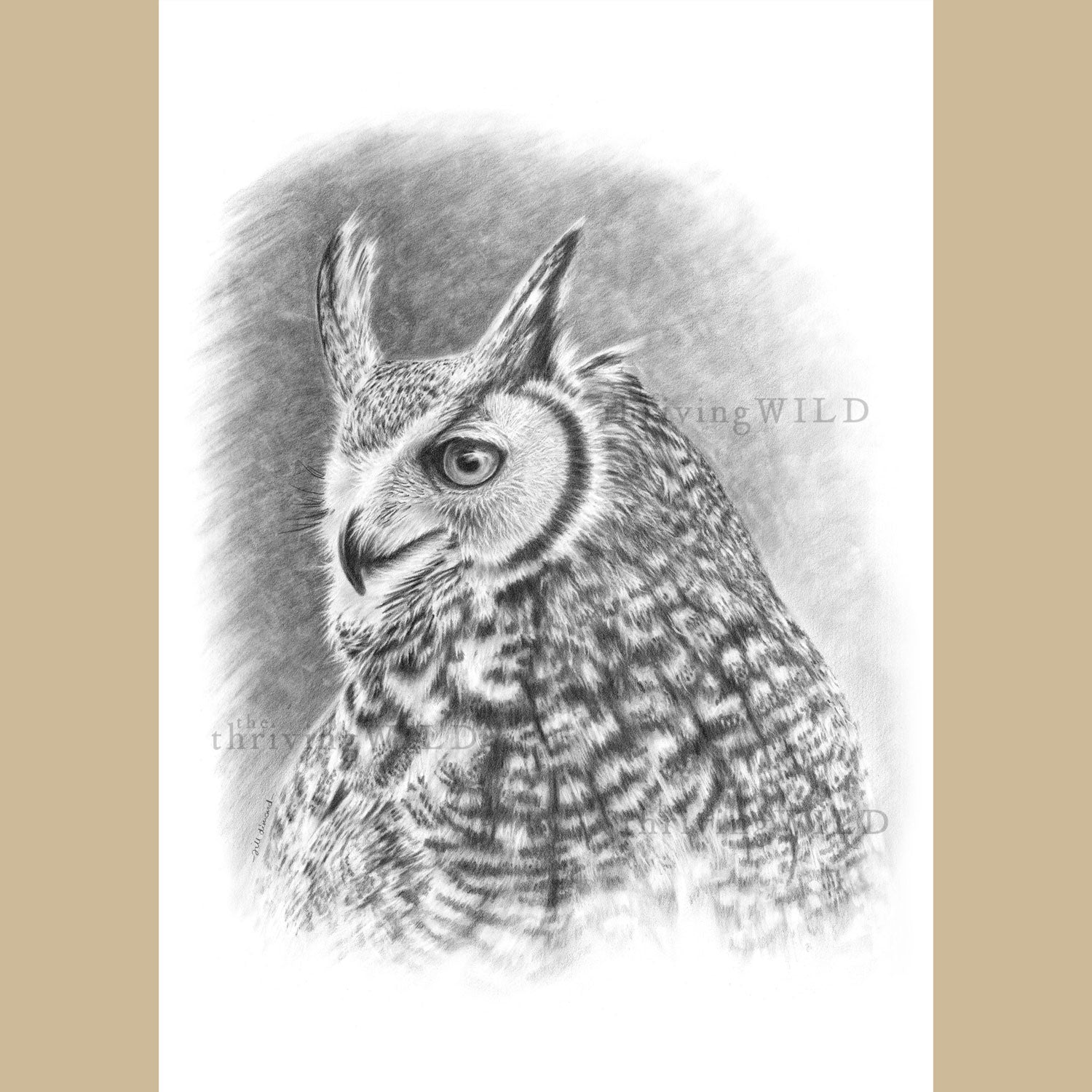 Bubo Virginianus Pencil Drawing Great Horned Owl - The Thriving Wild - Jill Dimond