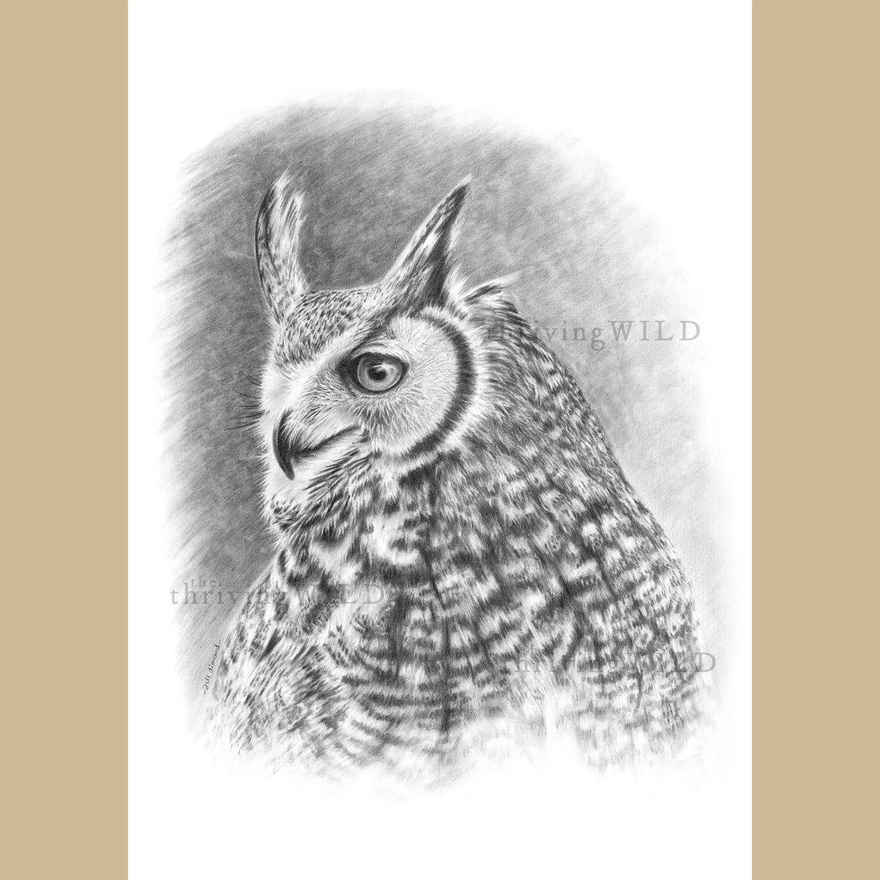 Bubo Virginianus Pencil Drawing Great Horned Owl - The Thriving Wild - Jill Dimond