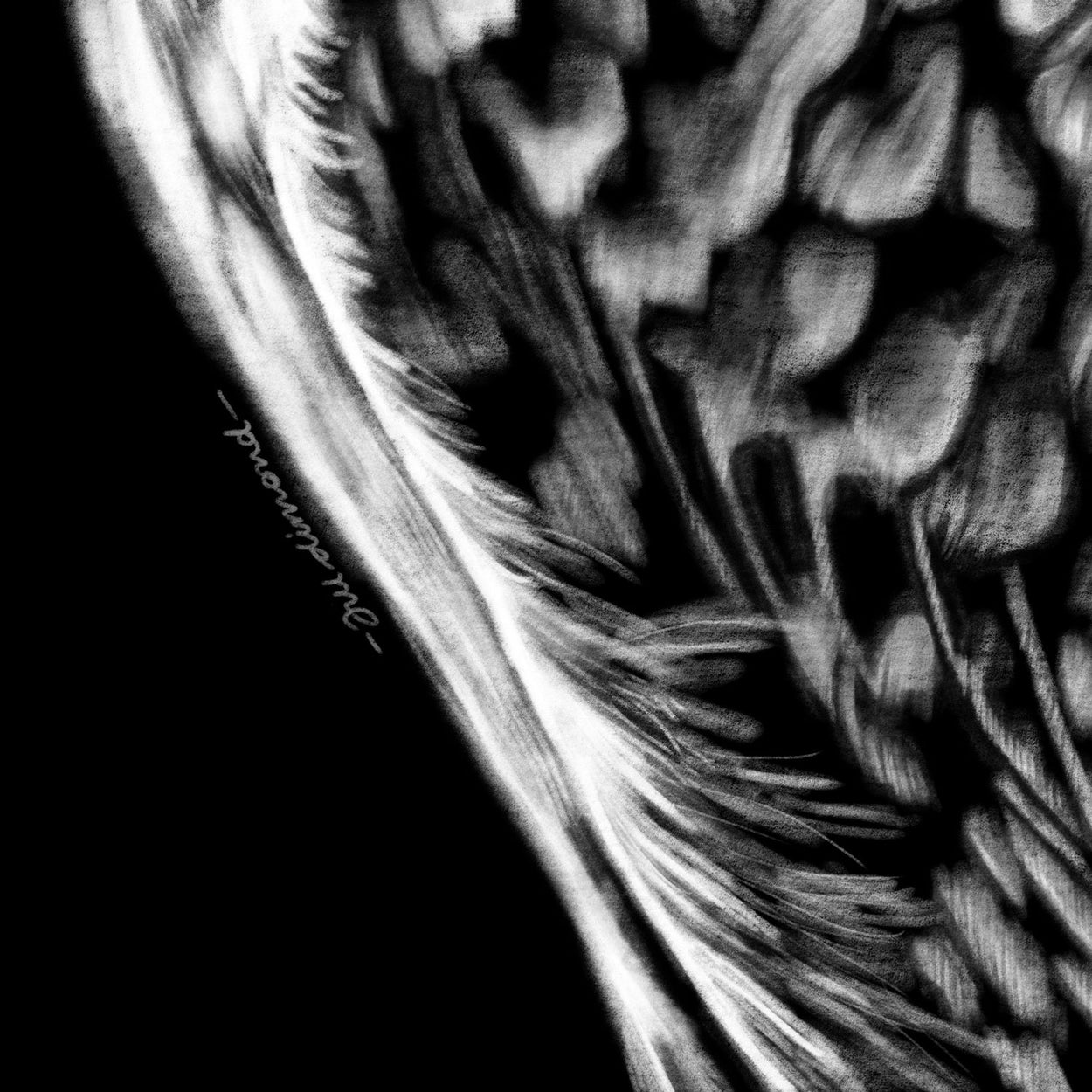 Burrowing Owl Digital Drawing Close-up - The Thriving Wild