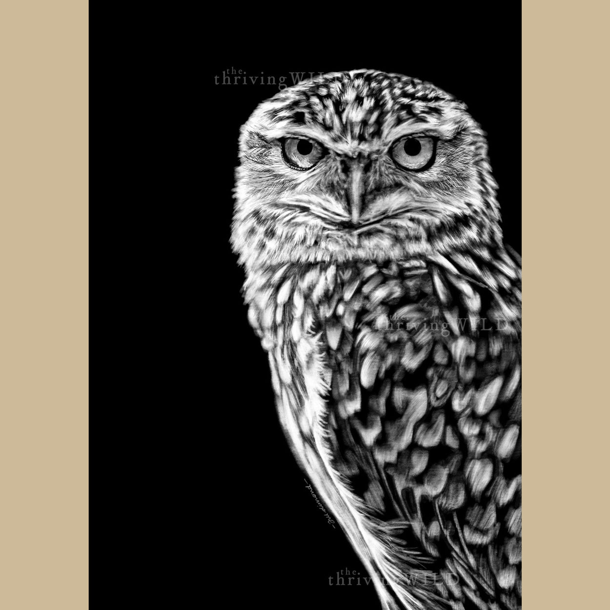 Burrowing Owl Procreate Digital Drawing - The Thriving Wild
