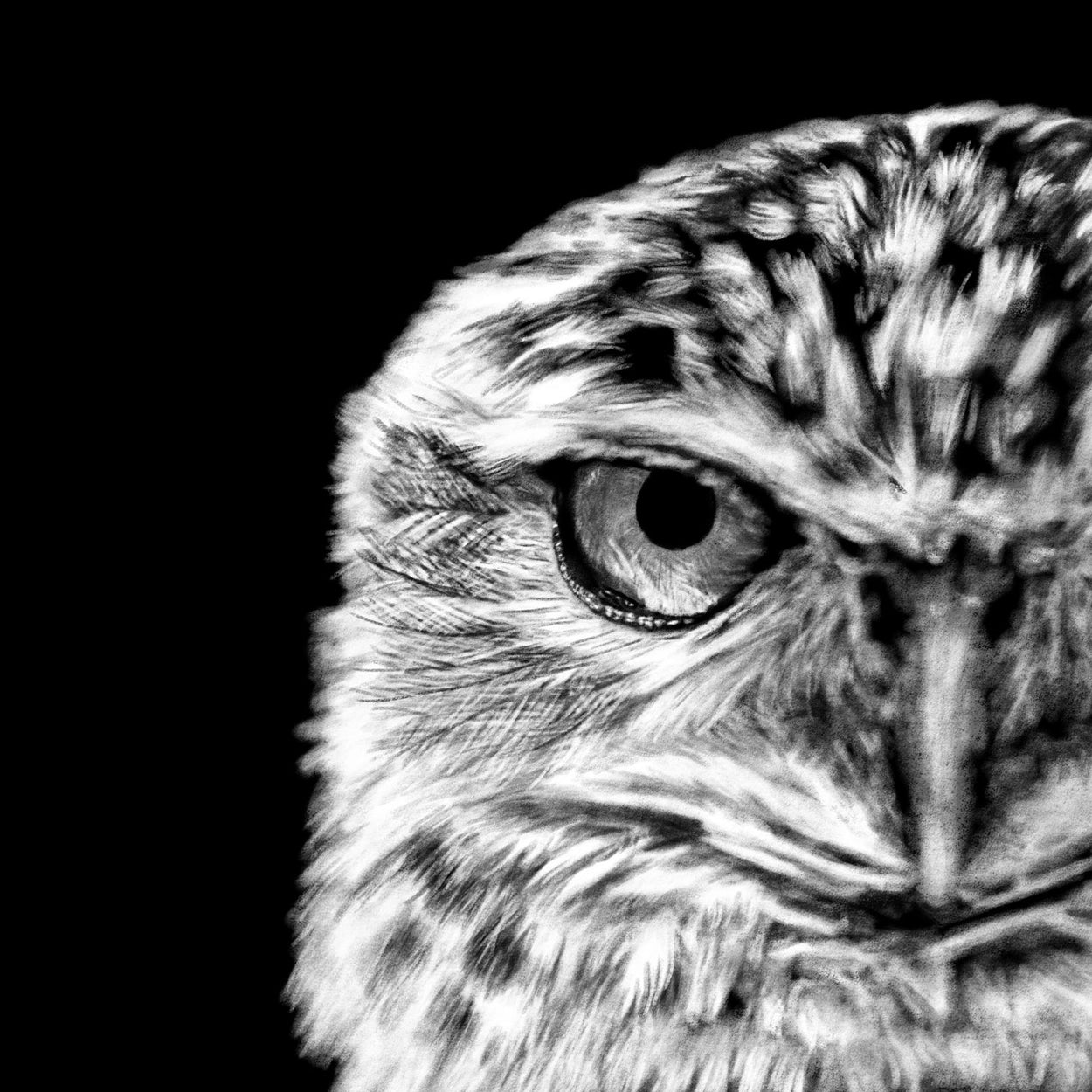 Burrowing Owl Procreate Digital Drawing Close-up - The Thriving Wild