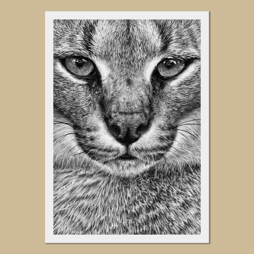 Caracal Art Prints - The Thriving Wild