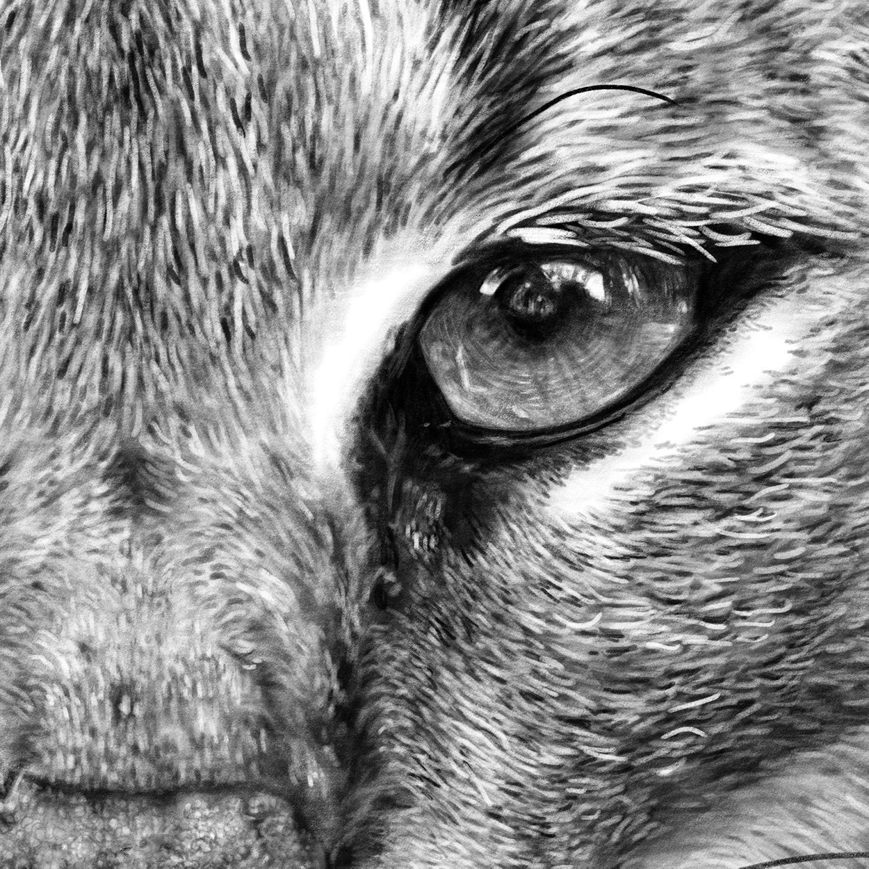 Caracal Lynx Drawing Close-up - The Thriving Wild