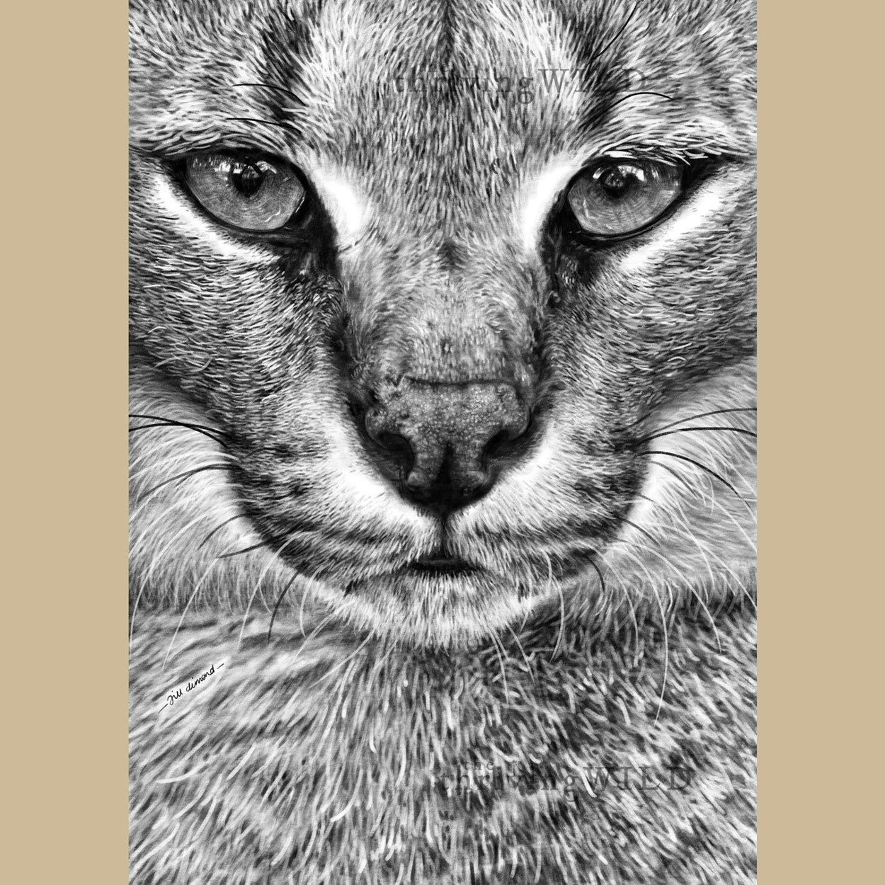 Caracal Lynx Procreate Digital Drawing - The Thriving Wild