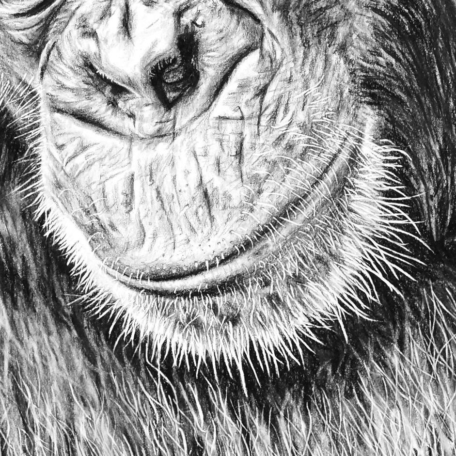 Chimp Pencil Drawing Close-up - The Thriving Wild