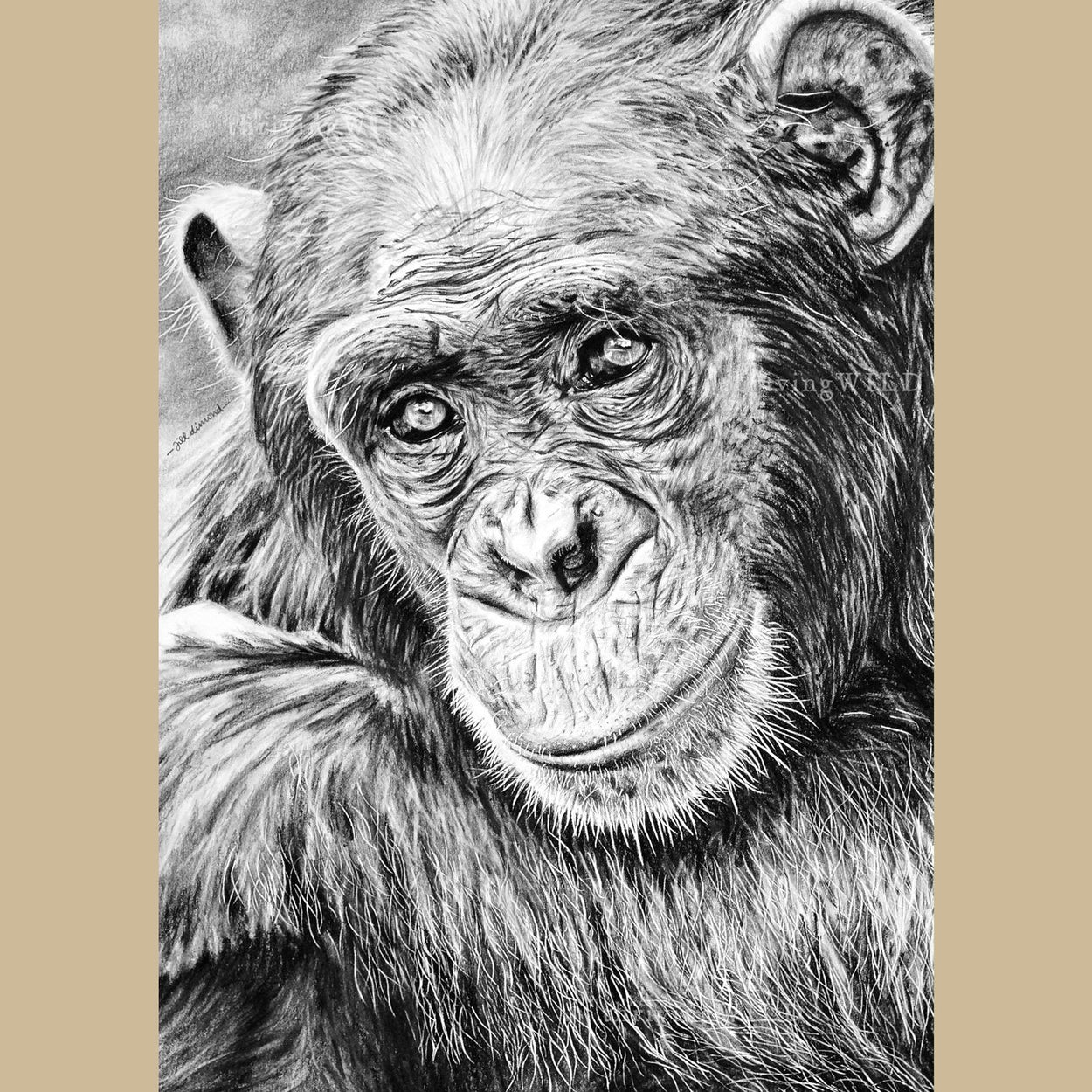 Chimp Wildlife Pencil Drawing - The Thriving Wild