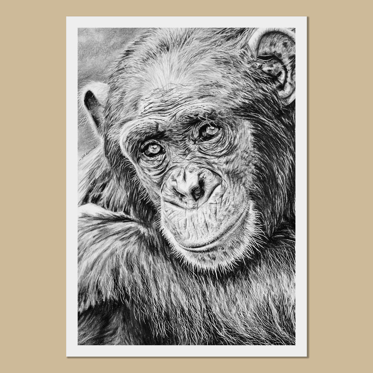 Colin the Chimpanzee Art Prints - The Thriving Wild