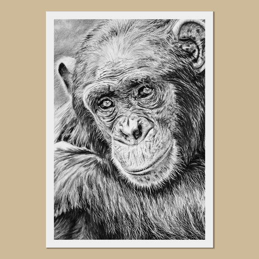 Colin the Chimpanzee Art Prints - The Thriving Wild