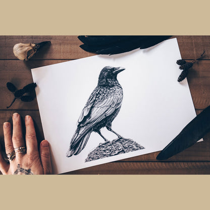 Crow Art Prints (Corvus Corone)